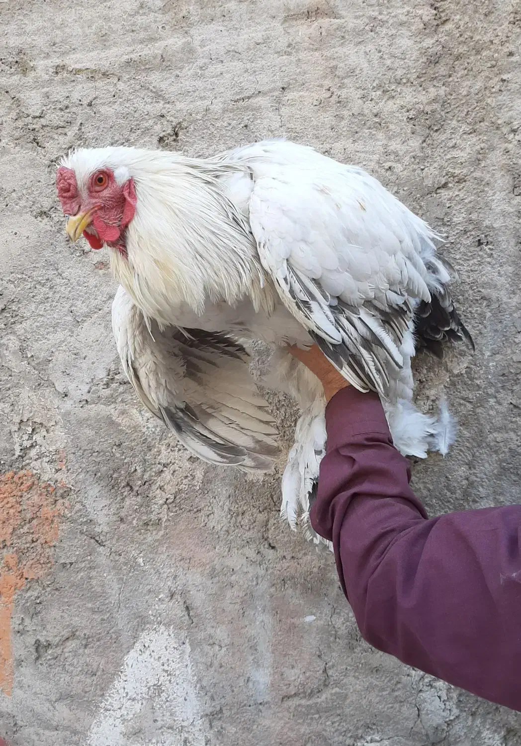 برهما بلولایت و وایت بالغ|حیوانات مزرعه|قرچک, مهدیه|دیوار