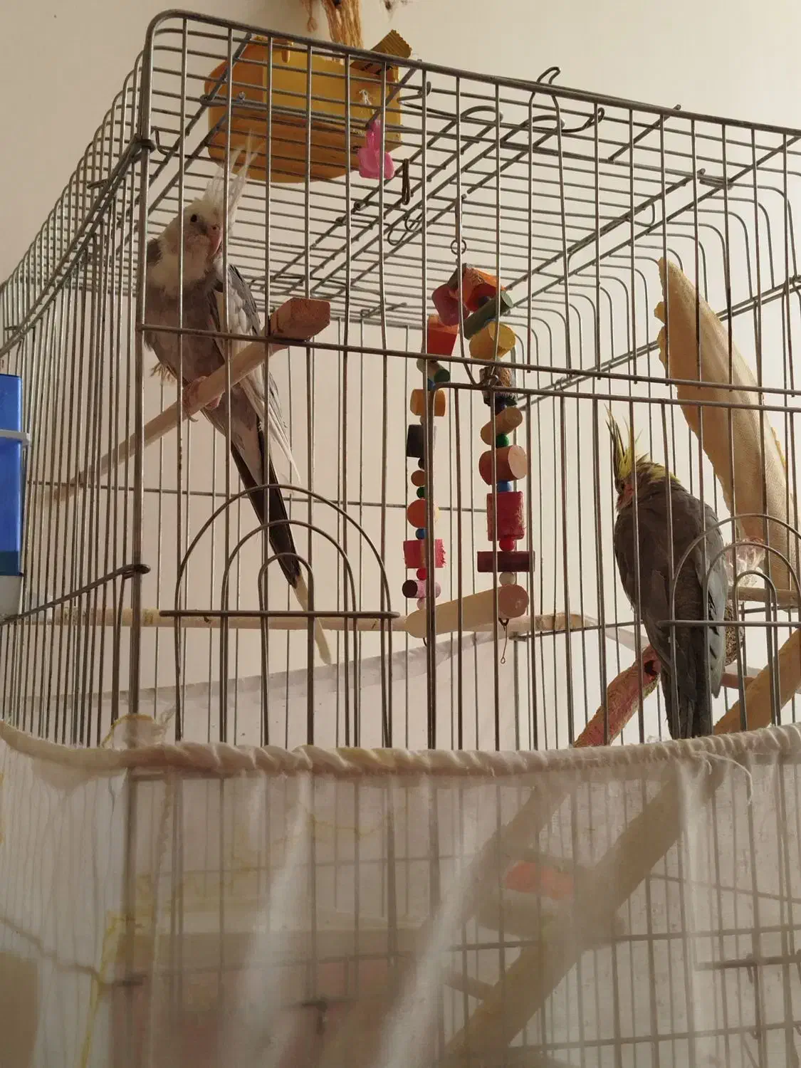 پرنده عروس هلندی|پرنده|جلفا, |دیوار