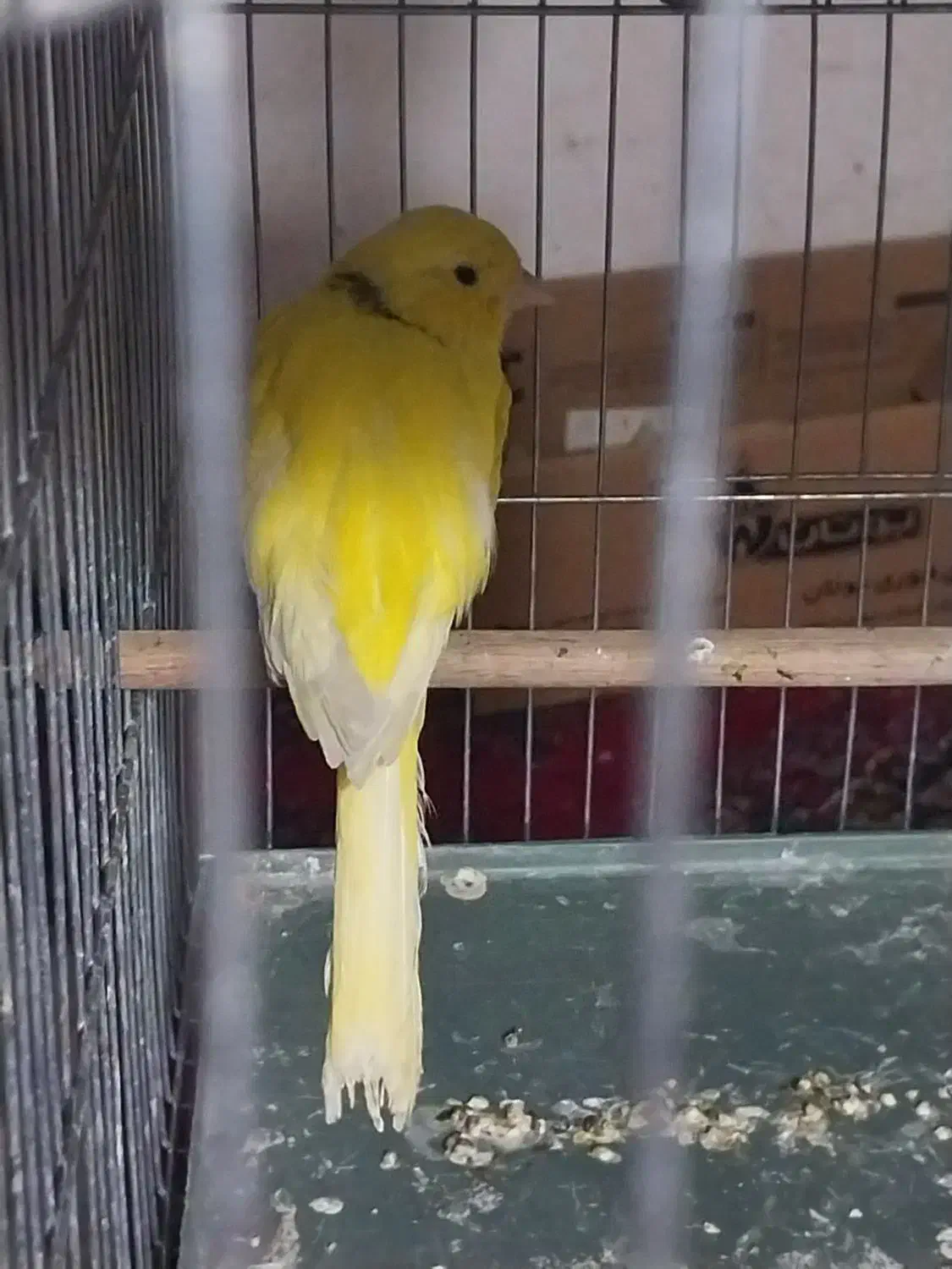 قناری رسمی|پرنده|قرچک, میرزائی شمالی|دیوار