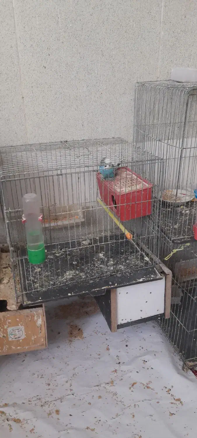 عروس هلندی و مرغ عشق و کوتله|پرنده|فسا, |دیوار