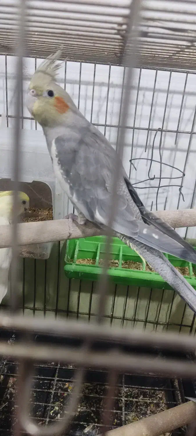 جوجه عروس هلندی|پرنده|پاکدشت, پاکدشت (مامازند)|دیوار