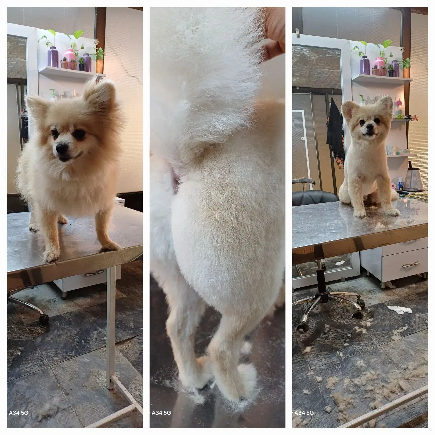 کوتاهی اصلاح و پیرایش حیوانات خانگی(سگ و گربه)|خدمات پیشه و مهارت|مشهد, آبکوه|دیوار