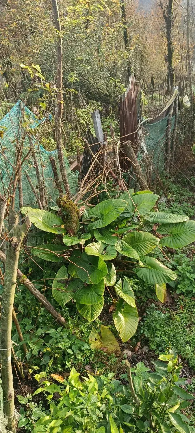 گل وگیاه|گل و گیاه طبیعی|سیاهکل, |دیوار