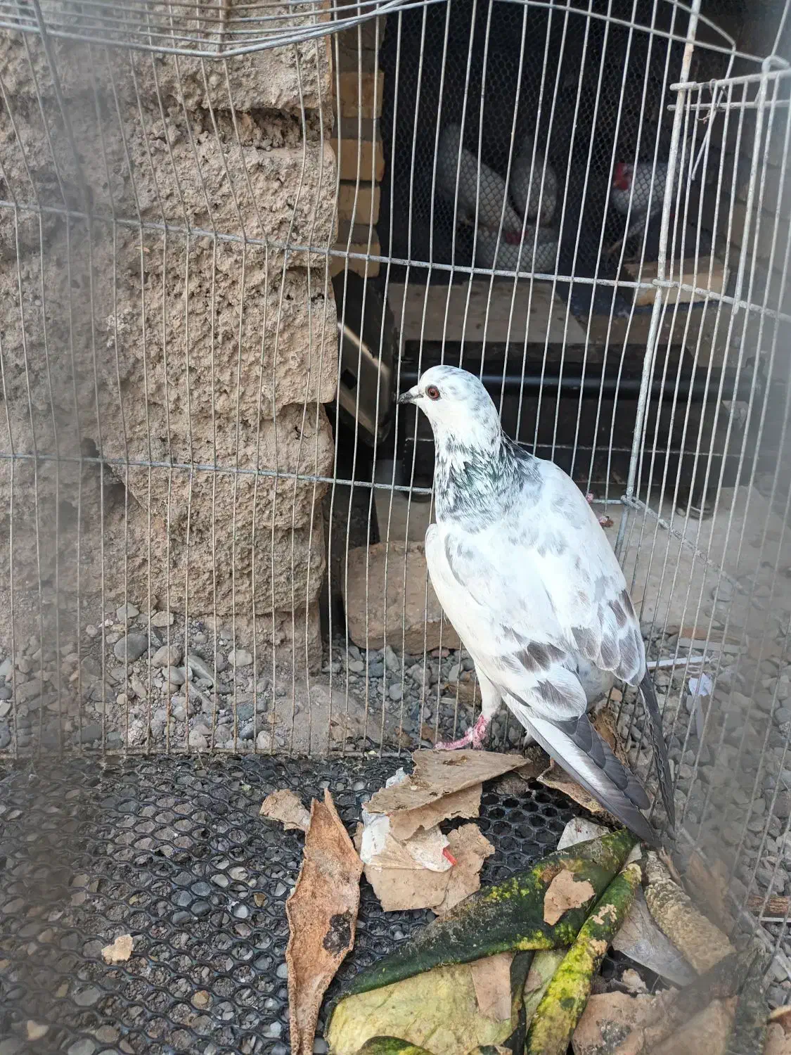 گمشده|پرنده|تربتحیدریه, طالقانی|دیوار