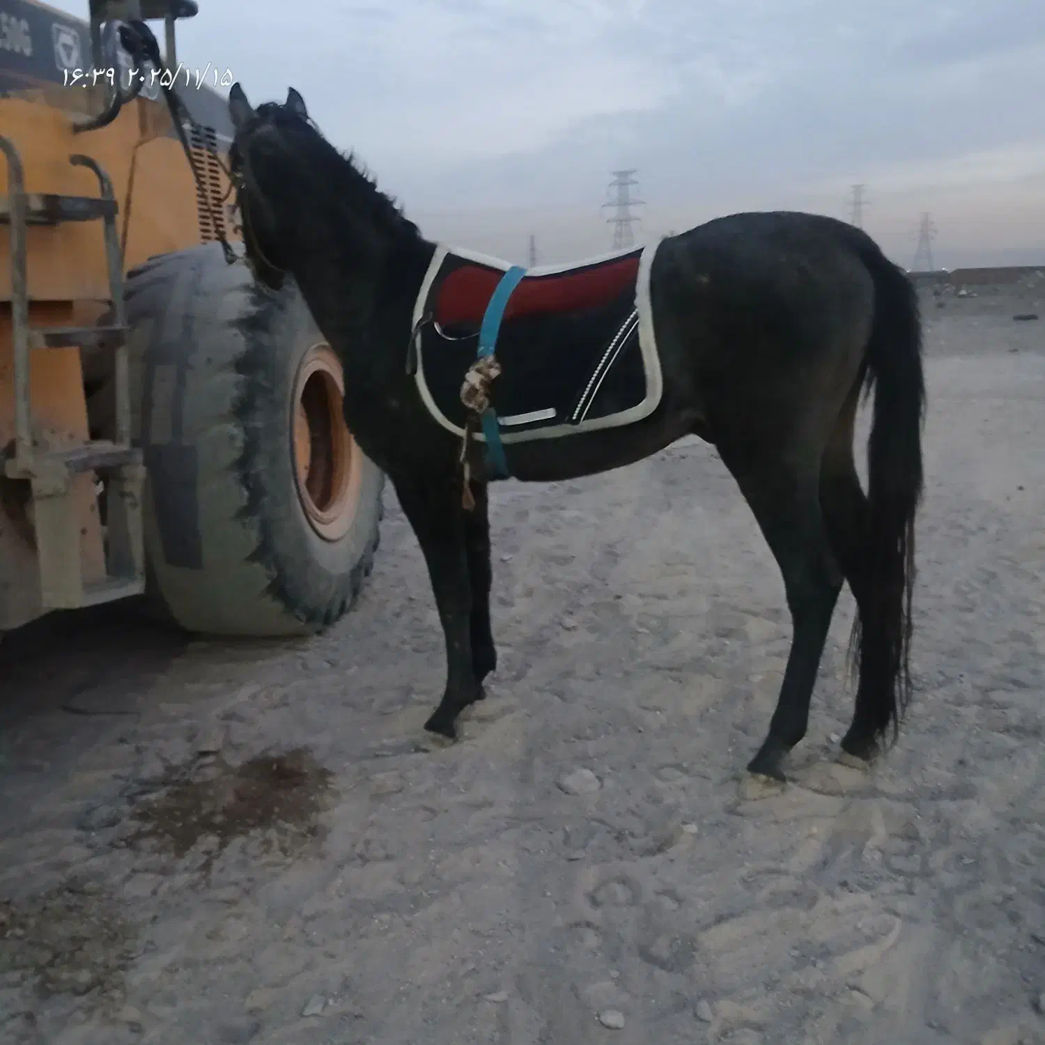 کره دوساله|اسب و تجهیزات اسب‌سواری|مشهد, شهرک صنعتی توس|دیوار