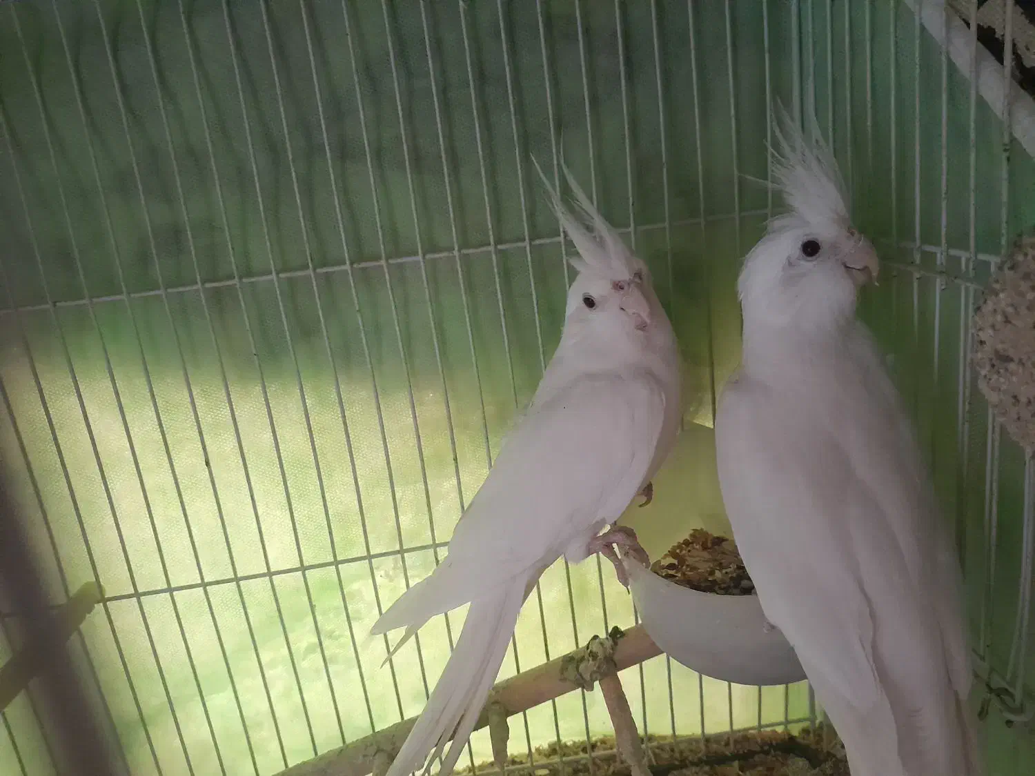 عروس هلندی البینو|پرنده|شیروان (خراسان), |دیوار