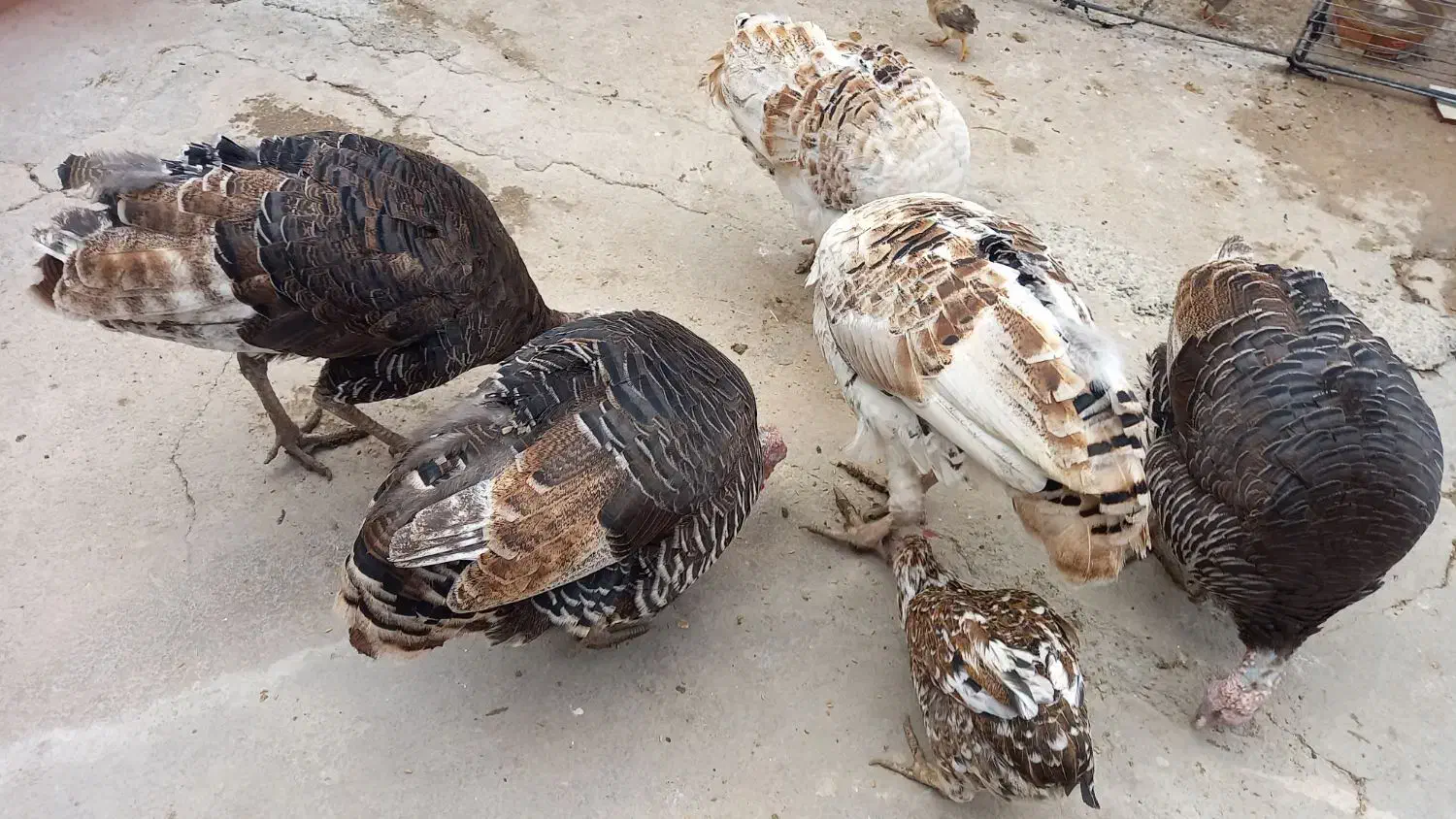 بوقلمون نر و ماده|حیوانات مزرعه|ایذه, |دیوار