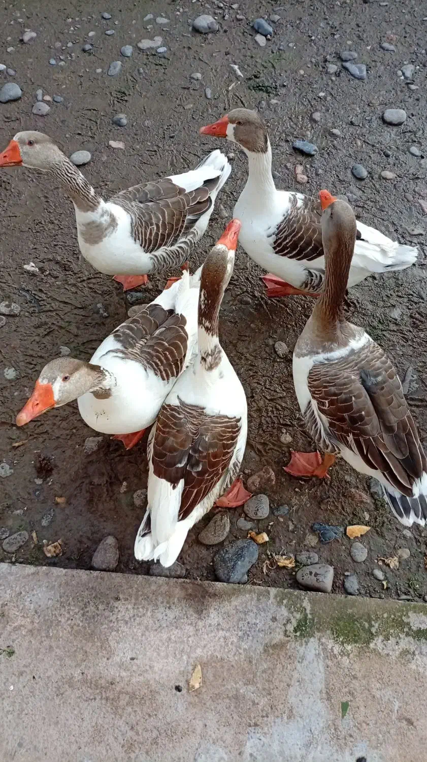 فروش سه عددغاز نر محلی سالم و گوشتی|حیوانات مزرعه|لولمان, |دیوار