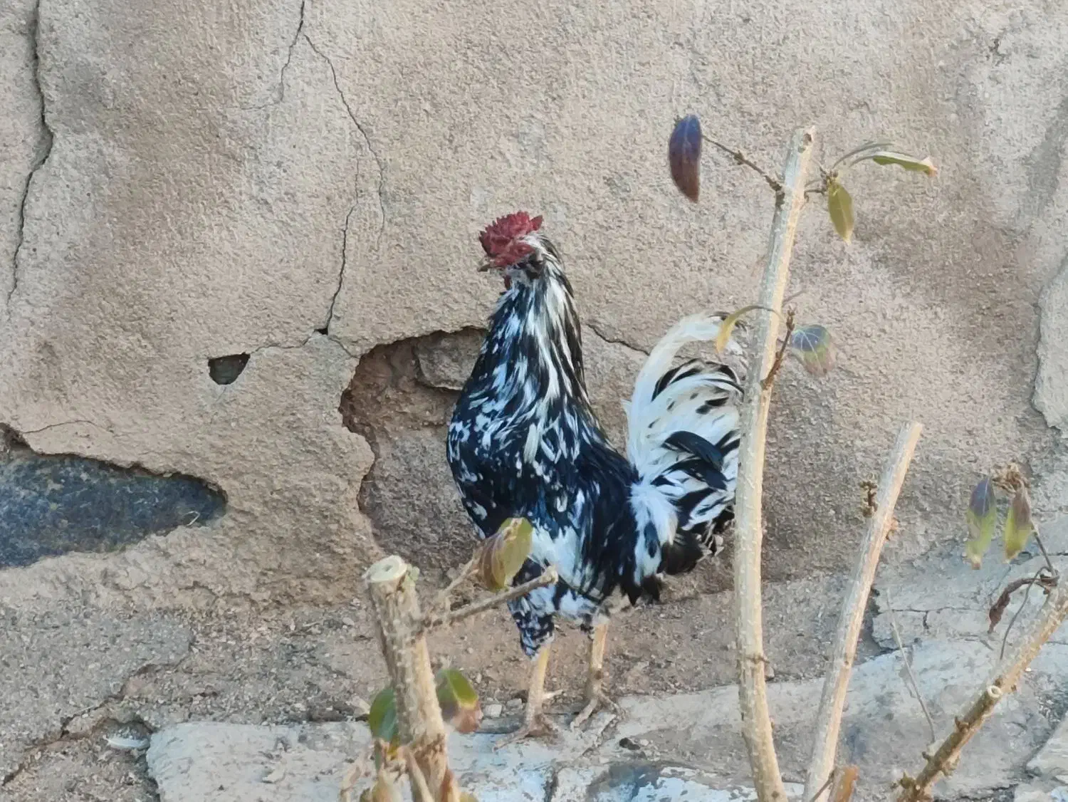 خروس گلین چهل تاج ریش دار|حیوانات مزرعه|خرمدره, |دیوار