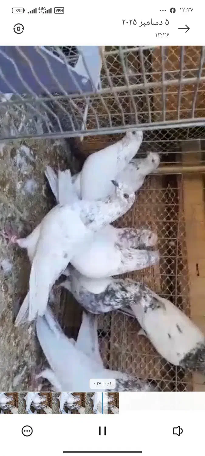 کبوتر چ ضمانتی|پرنده|کرمانشاه, |دیوار