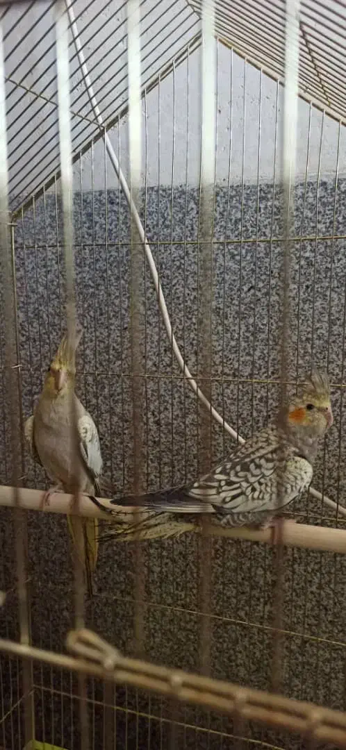 عروس هلندی|پرنده|شیراز, احمدآباد|دیوار