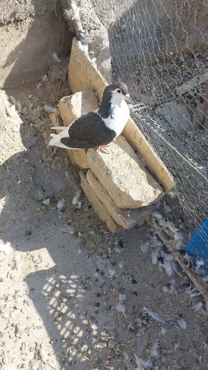 کبوترپلاس|پرنده|قم, شاه احمد قاسم|دیوار