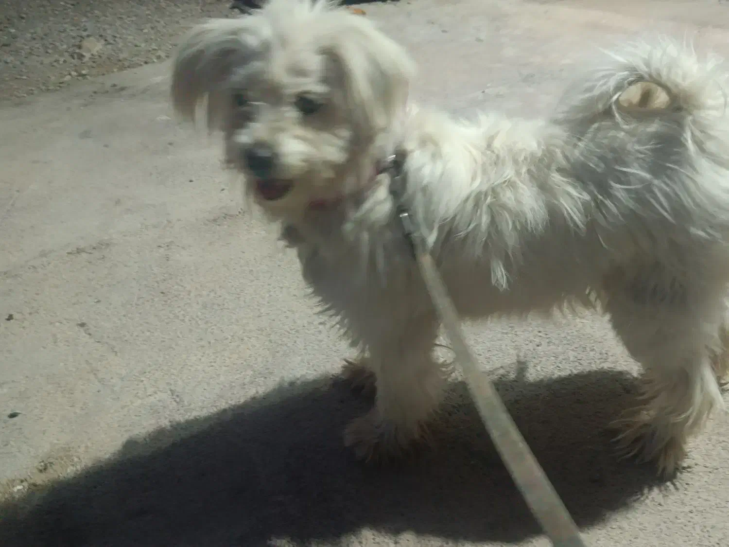 سگ برای فروش|سگ|دوگنبدان, |دیوار