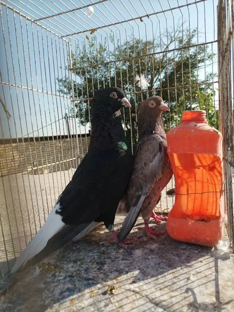 کفتر دم|پرنده|چناران, |دیوار