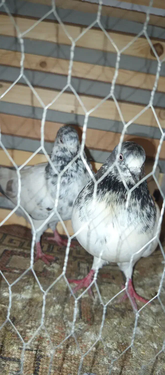 دونه ای 200جفتی 350|پرنده|فاضل آباد, |دیوار