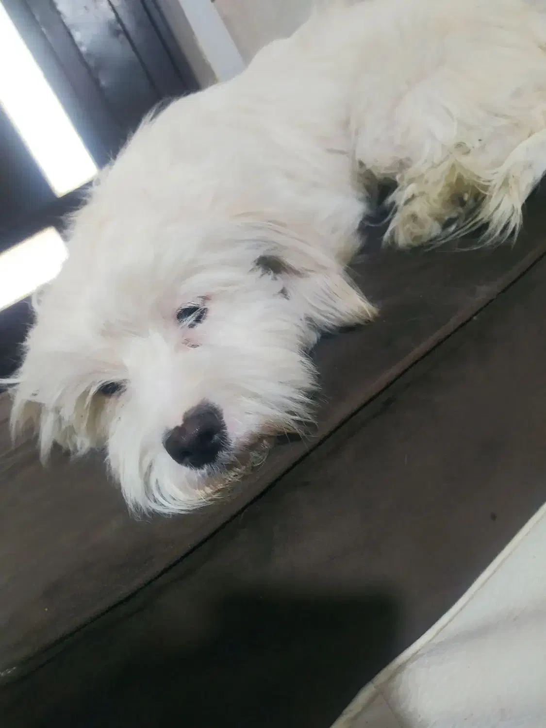 فروشی|سگ|همدان, |دیوار