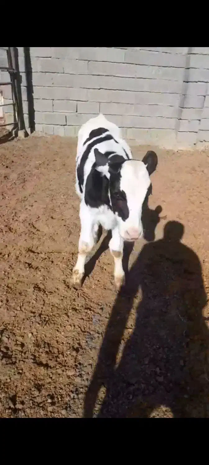 گوساله نر دو راس|حیوانات مزرعه|تربتحیدریه, طالقانی|دیوار