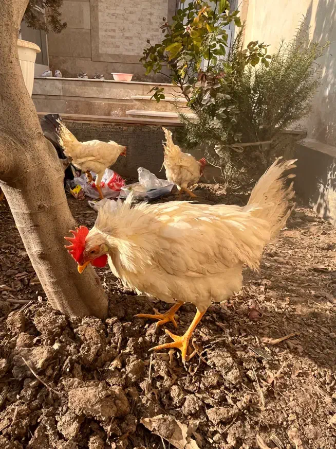 خروس|حیوانات مزرعه|نظرآباد, رسالت|دیوار