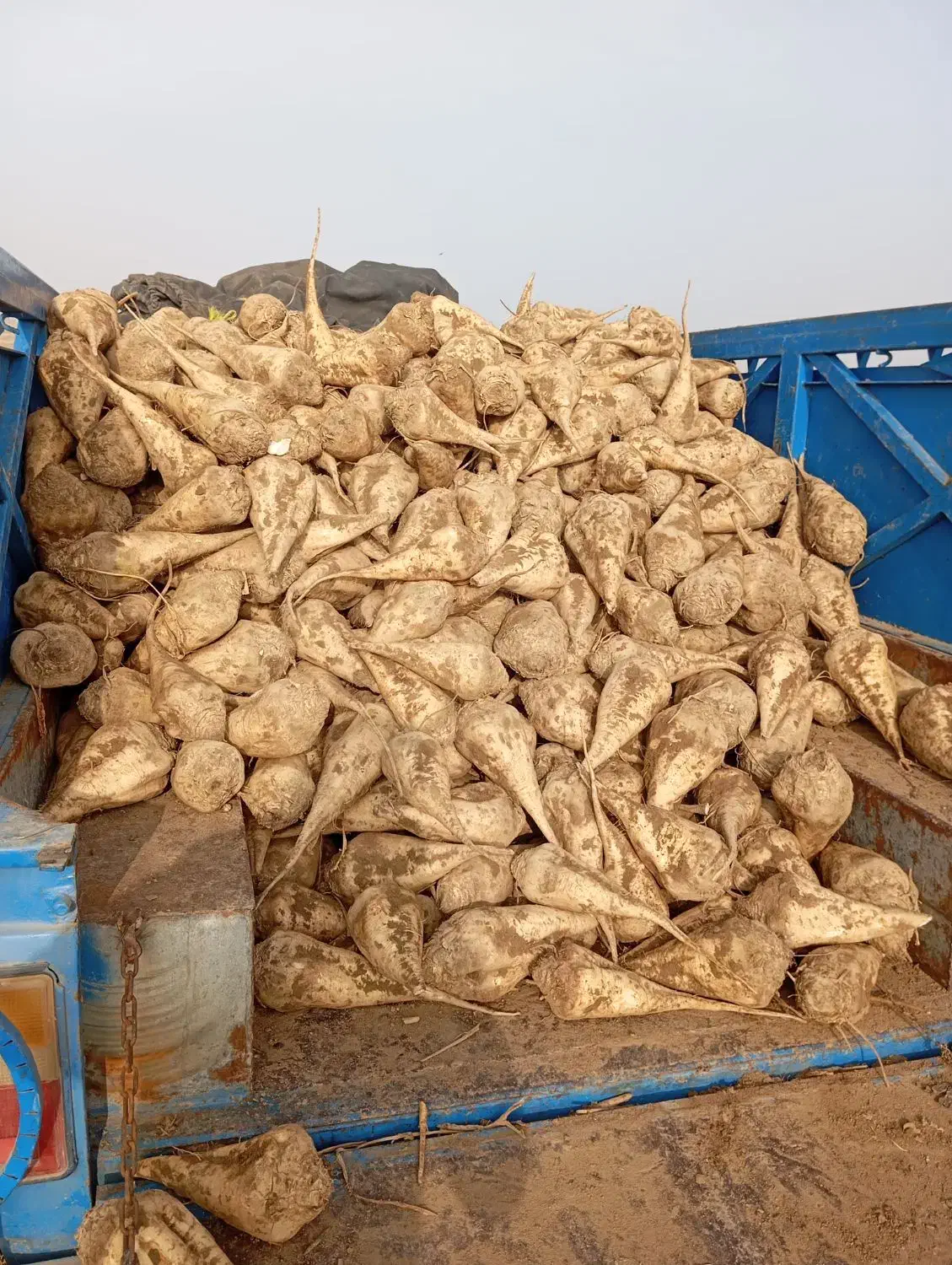 چغندر لبو|عمده‌فروشی|میاندوآب, |دیوار