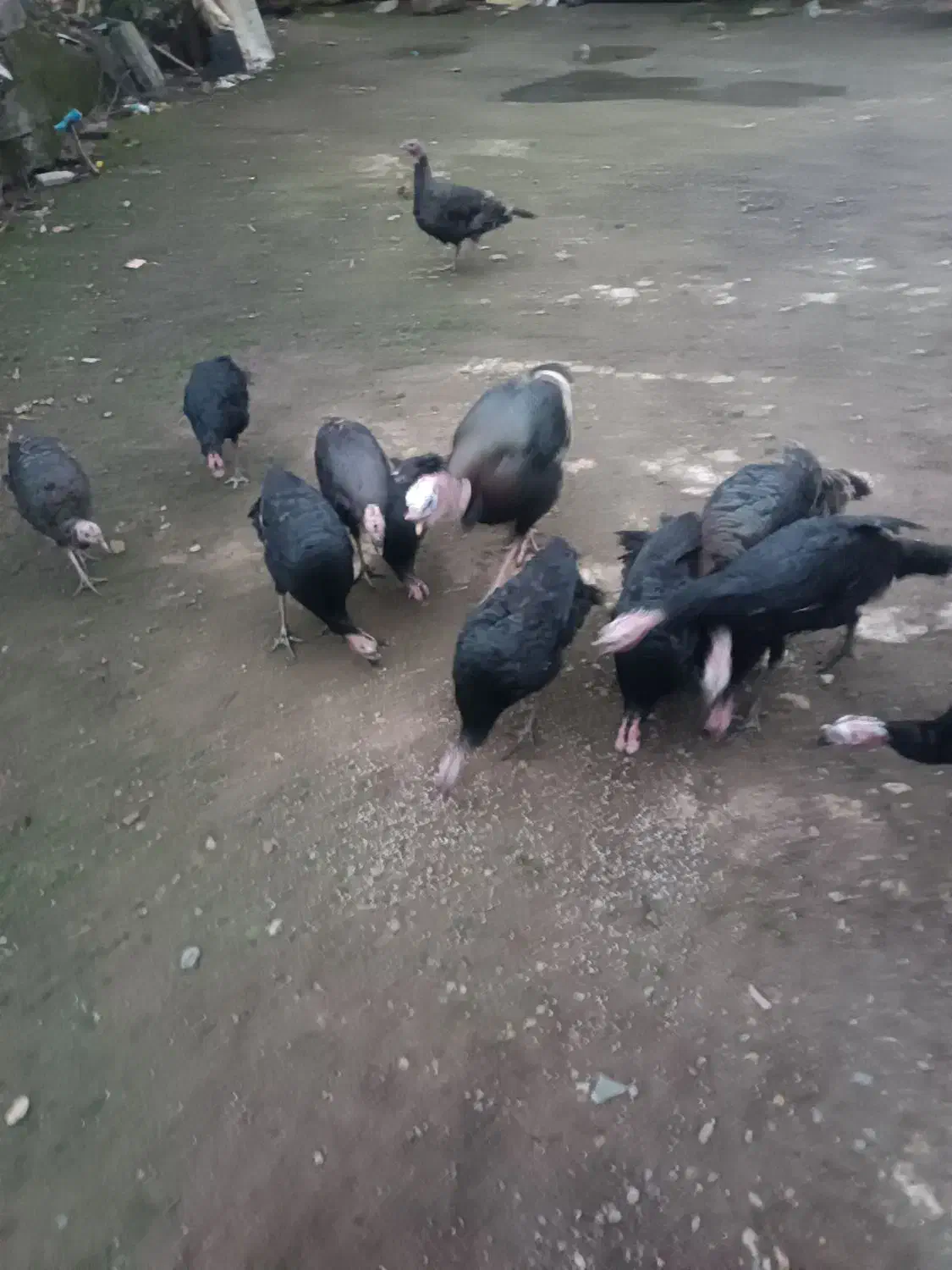 فروش بوقلمون بزرگ یکجا سالم ب شرط|حیوانات مزرعه|تولم شهر, |دیوار