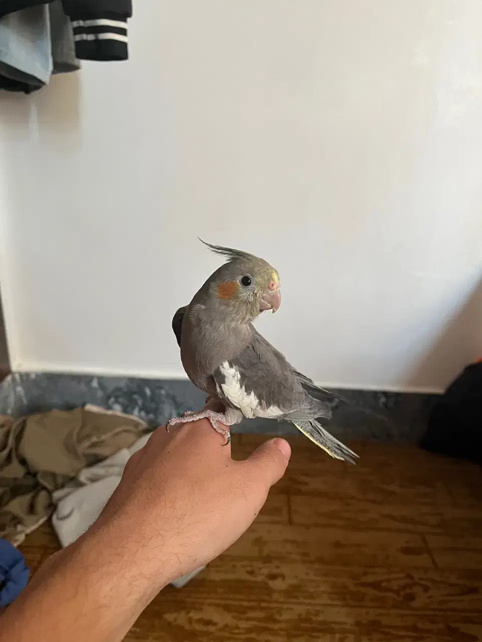 عروس هلندی نر دستی|پرنده|نورآباد ممسنی, |دیوار