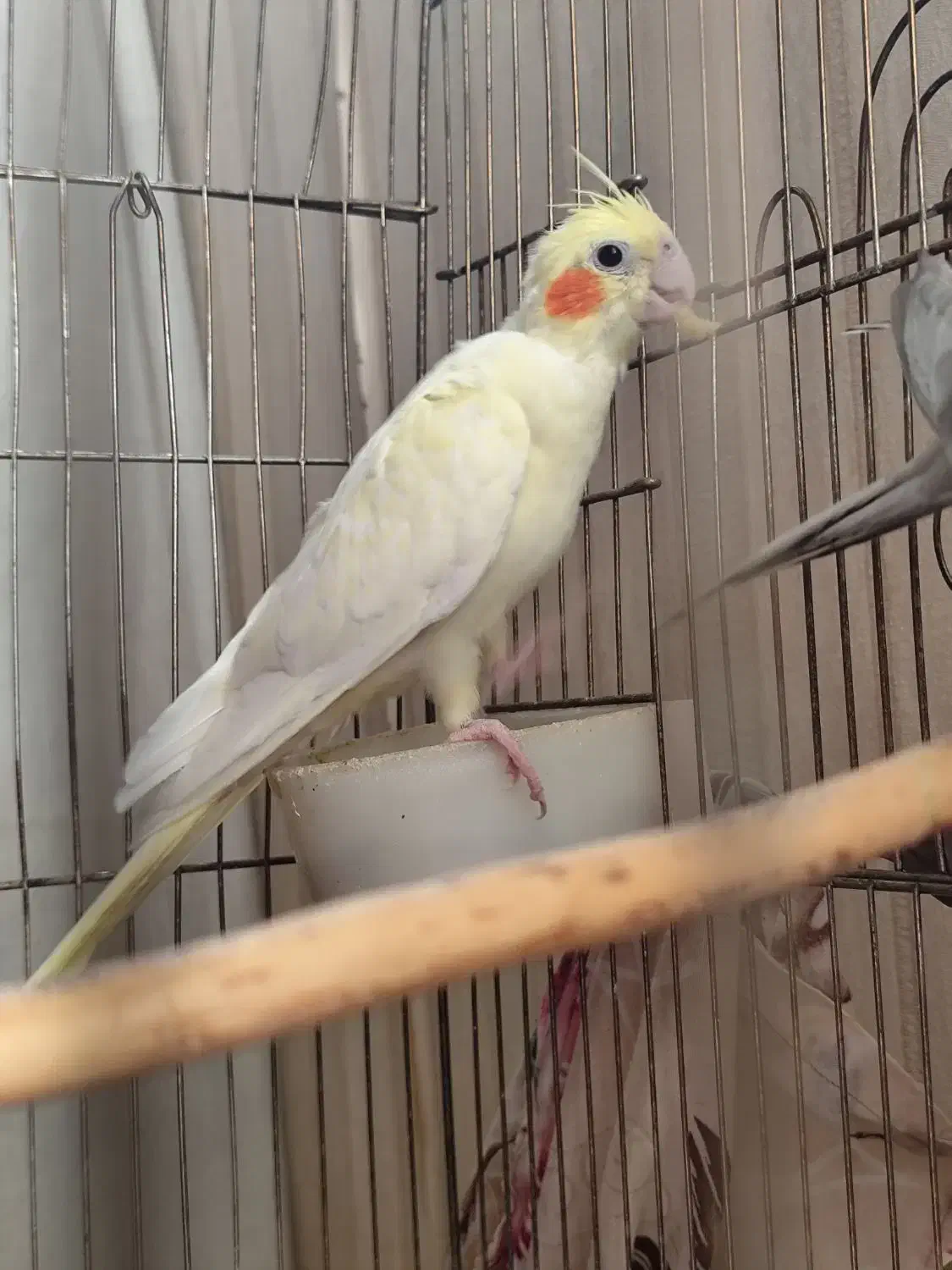 طوطی عروس هلندی ۱جفت|پرنده|قرچک, شهرک طلائیه|دیوار