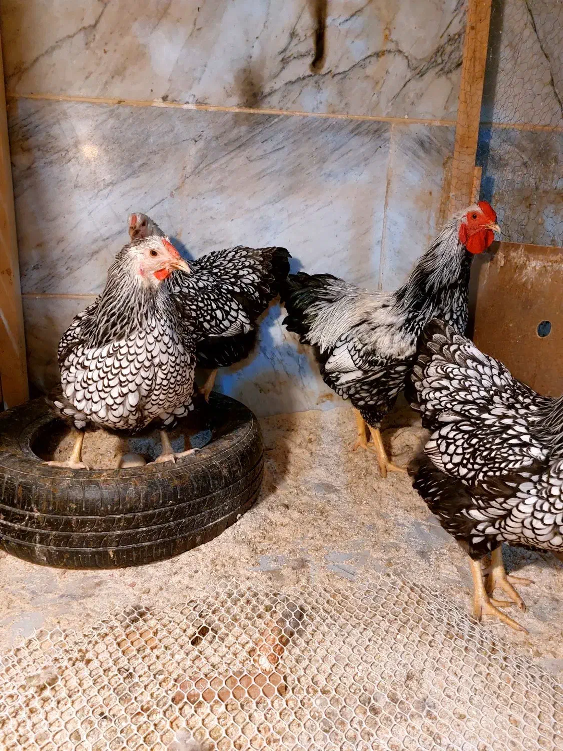 تخم مرغ نطفه دار ویاندوت جی اس سیلور بلو|حیوانات مزرعه|تهران, جیحون|دیوار