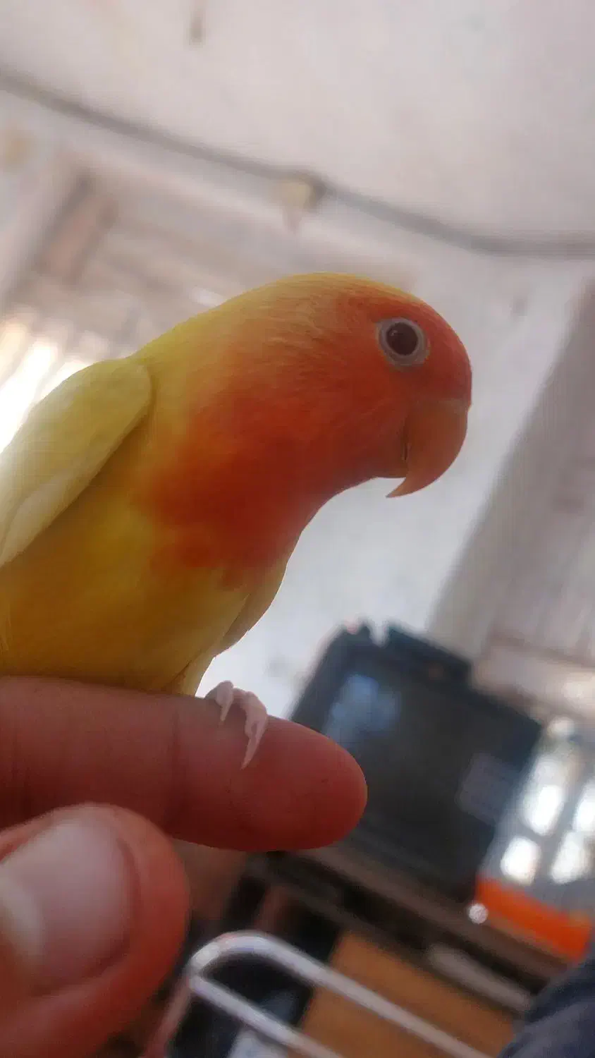 فروش برزیلی فول دسی بامزه|پرنده|داراب, |دیوار