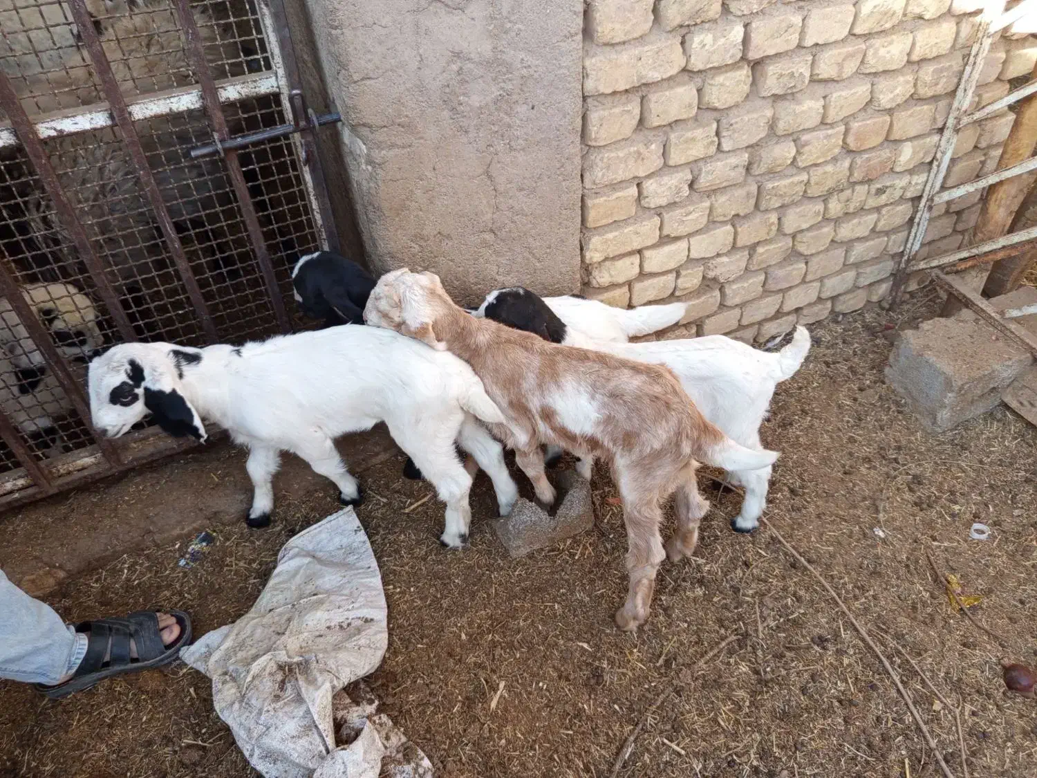 کهره  فروش|حیوانات مزرعه|یزد, |دیوار