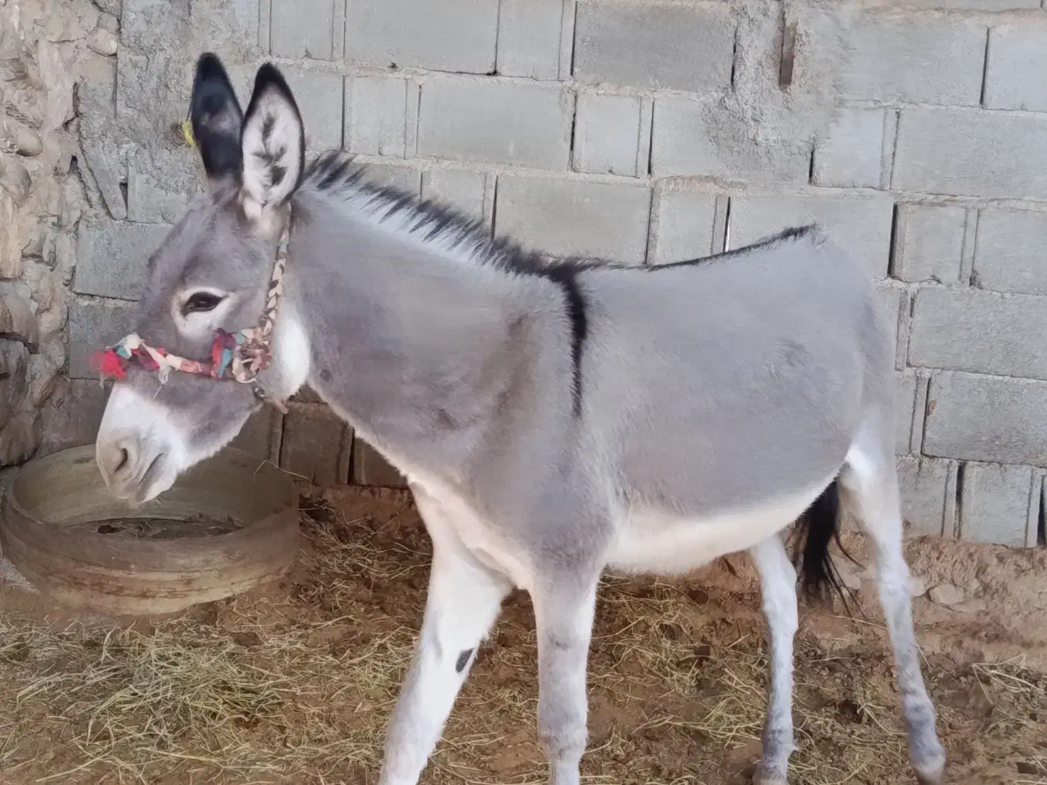 خر.|حیوانات مزرعه|نورآباد ممسنی, |دیوار