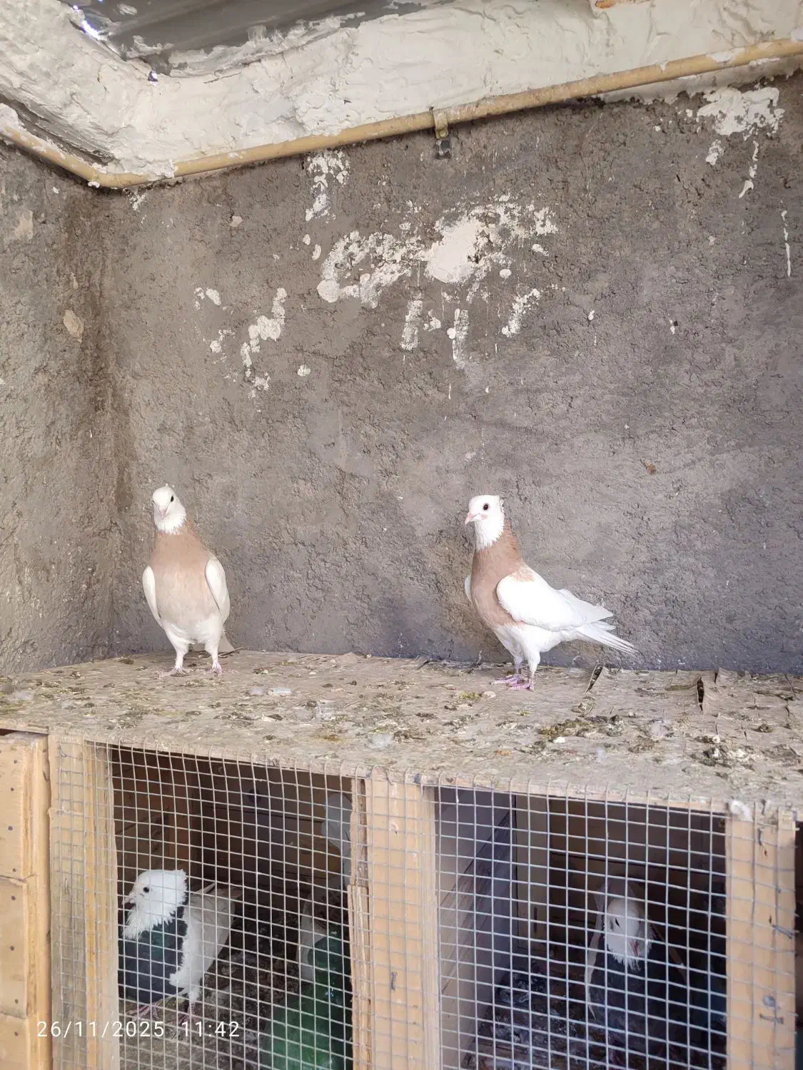 کبوتر|پرنده|بم, |دیوار