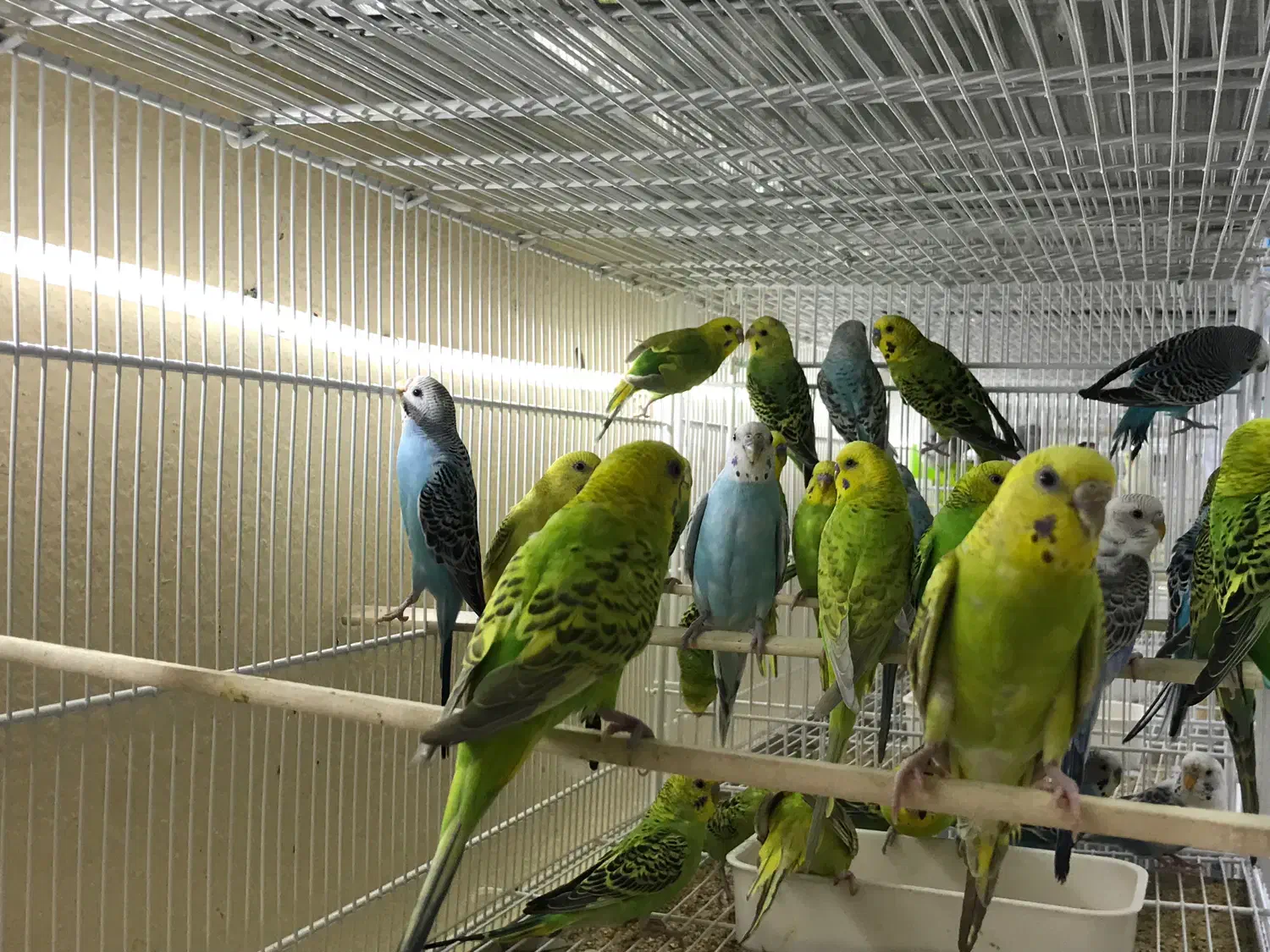 هلندی|پرنده|قشم, |دیوار