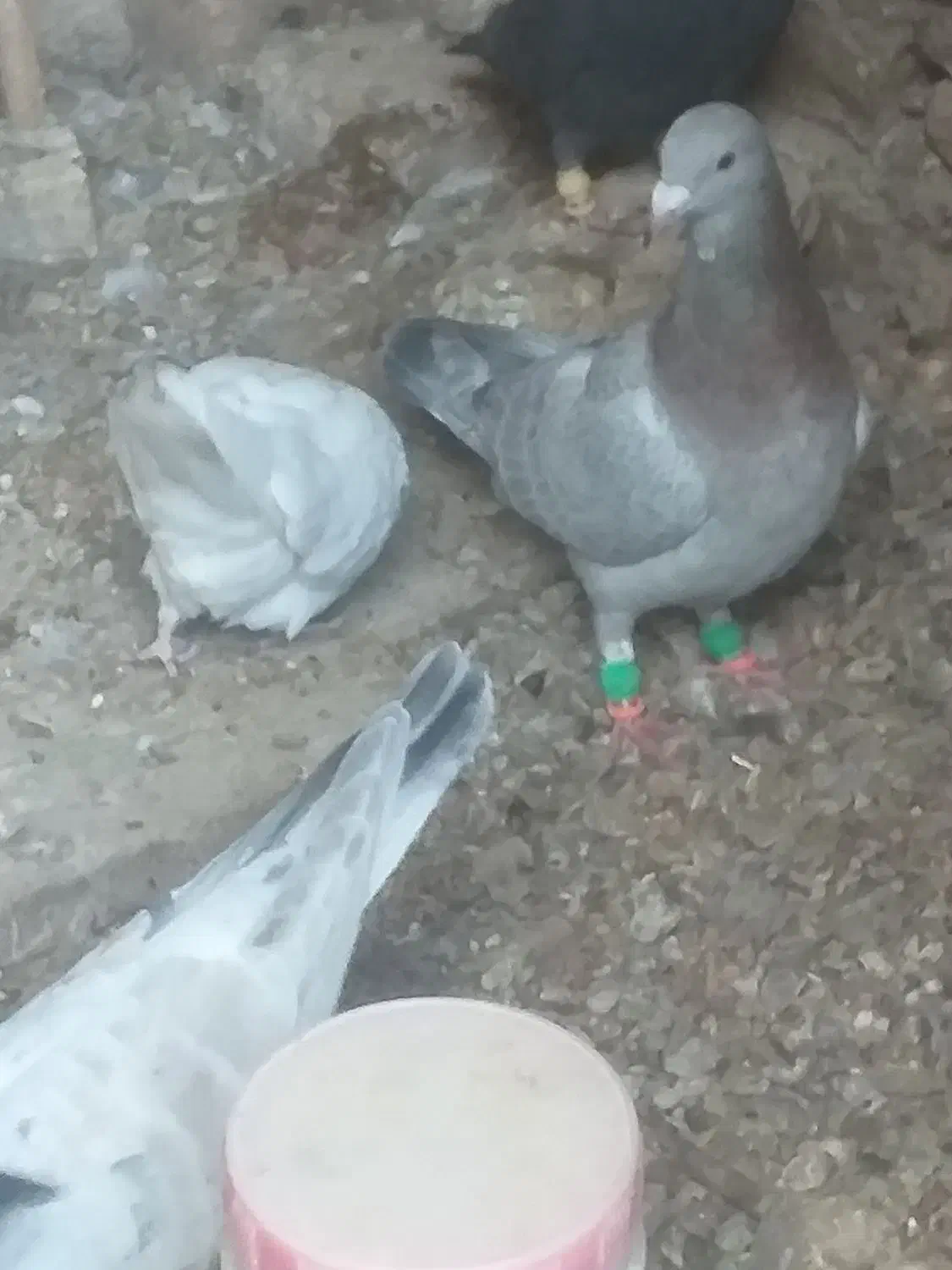 کبوتر خوب|پرنده|بشاریات, |دیوار