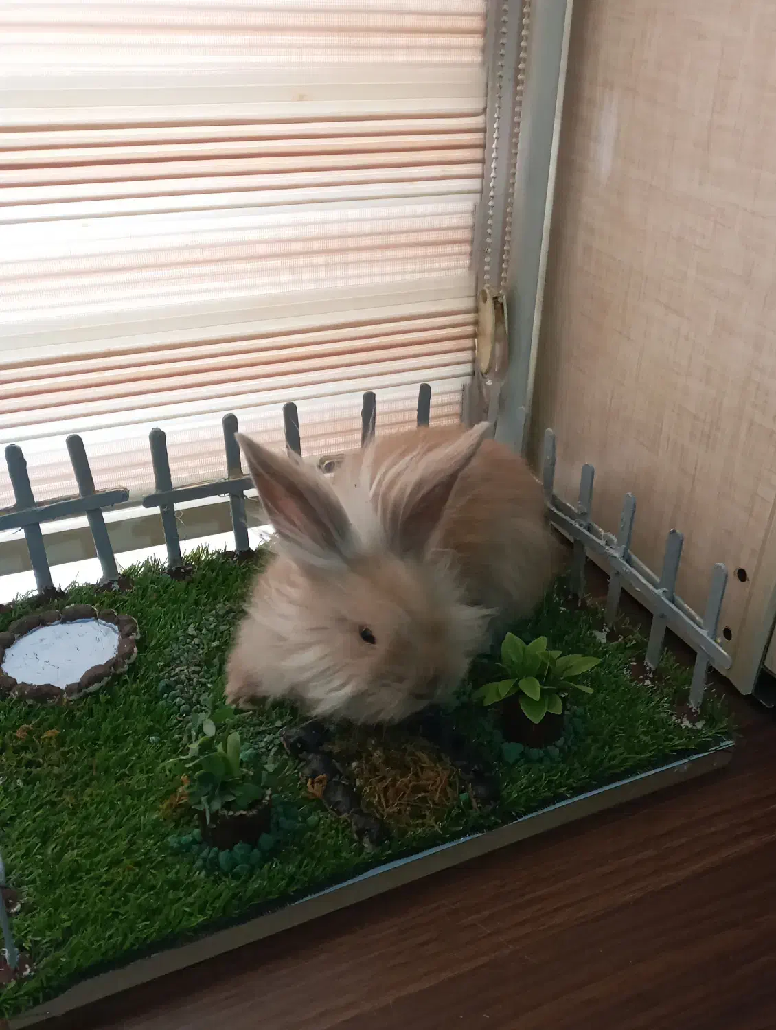 بچه خرگوش نژادجرسی|موش و خرگوش|همدان, |دیوار