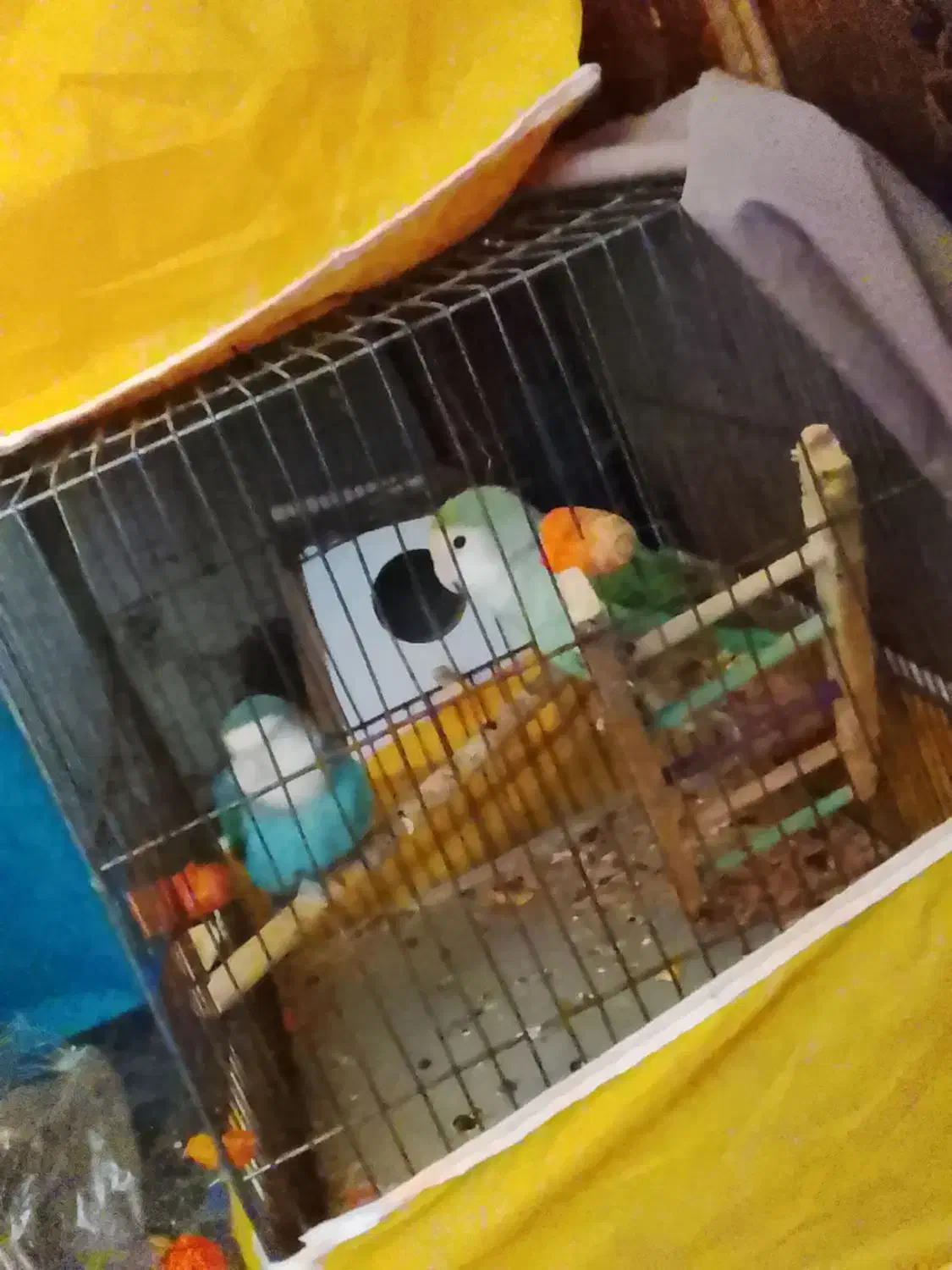 پرنده|پرنده|خمینیشهر, |دیوار