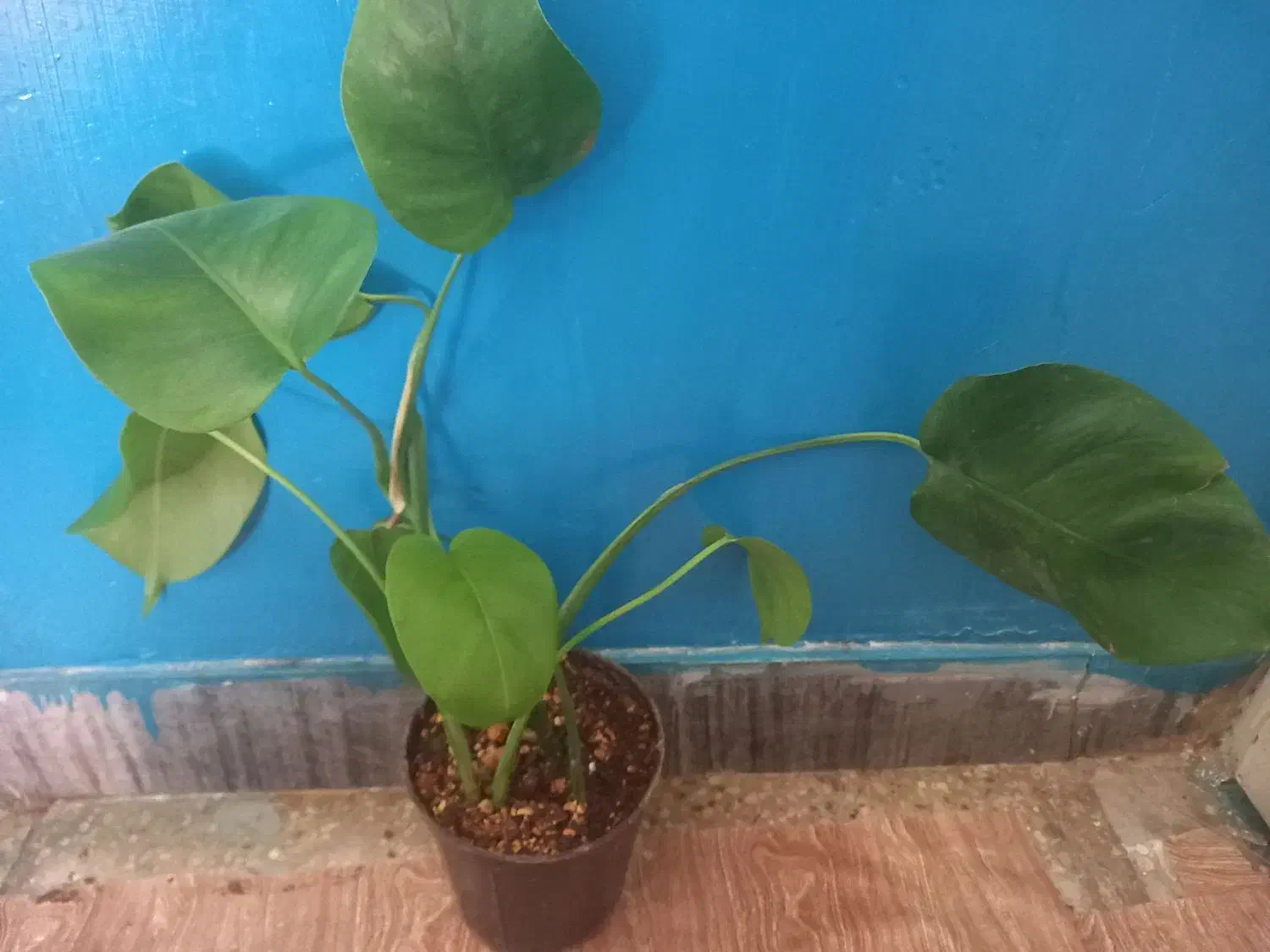 سانسوریا ابلق بلند|گل و گیاه طبیعی|بروجرد, |دیوار