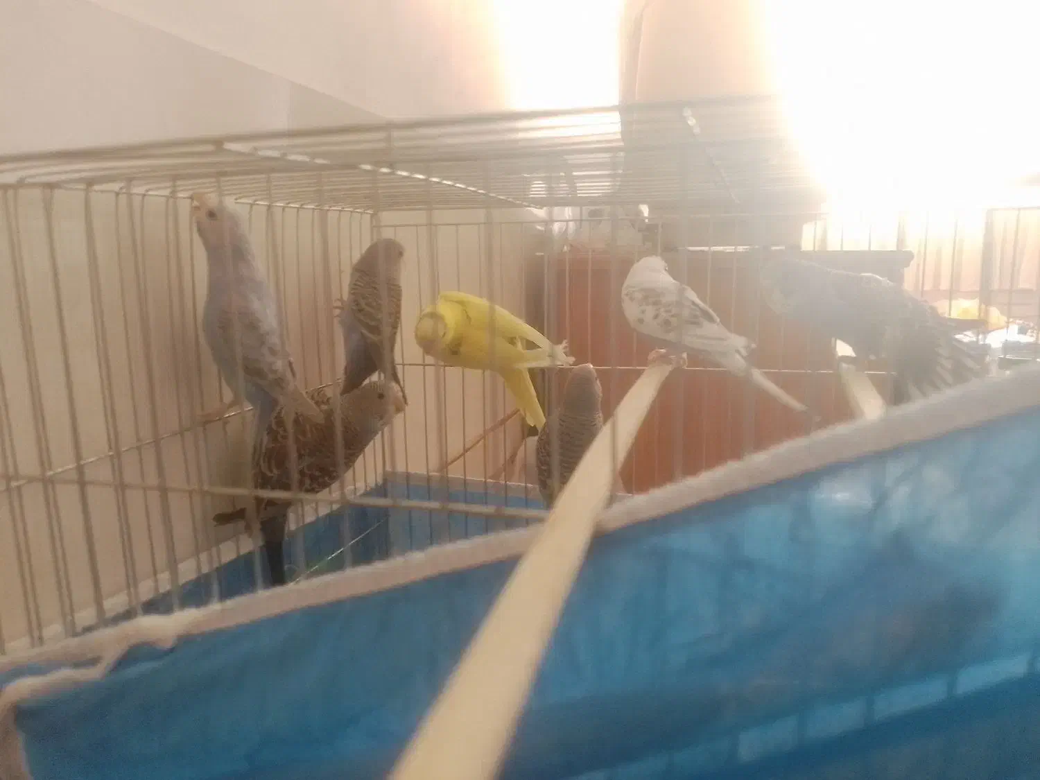 فروش قناری مرغ عشق عروس هلندی پرورش یافته درسالن|پرنده|سیستان, |دیوار