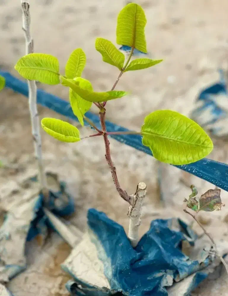 خرید نهال کامکوات انگور بادام زرد گل محمدی بلوبری|خدمات باغبانی و درختکاری|رشتخوار, |دیوار