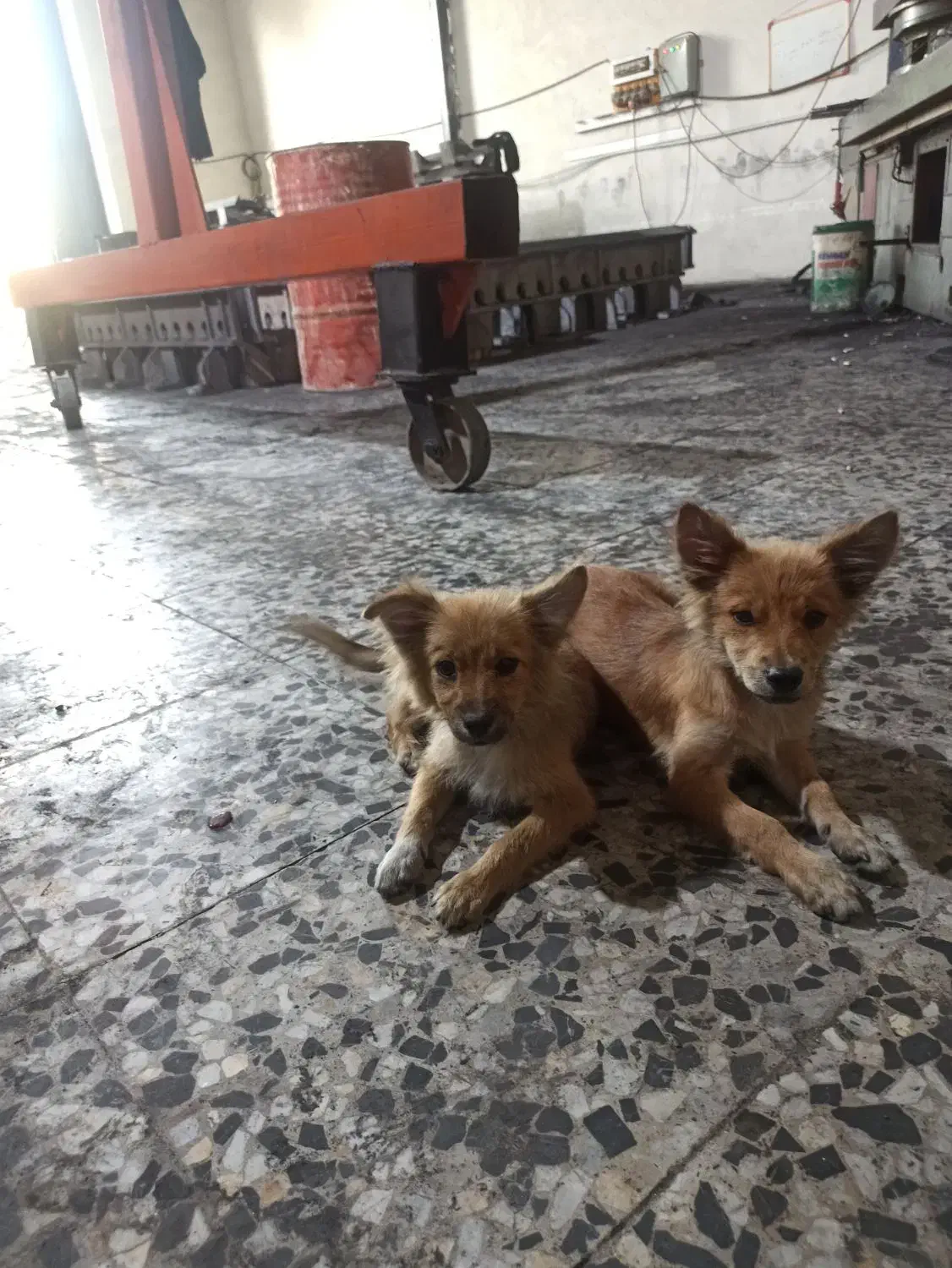 واگذاری|سگ|خمینی‌شهر, |دیوار