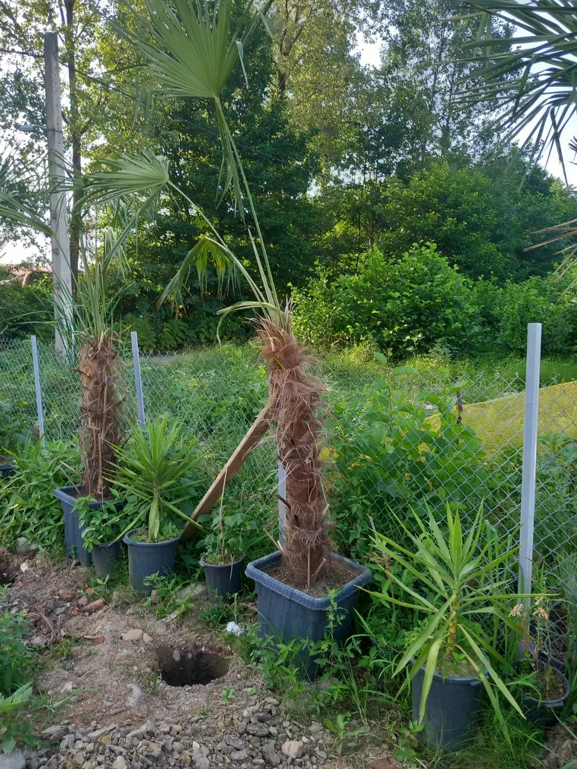 تعغیر شغل گلفروشی جمع اوری نهال|گل و گیاه طبیعی|سیاهکل, |دیوار