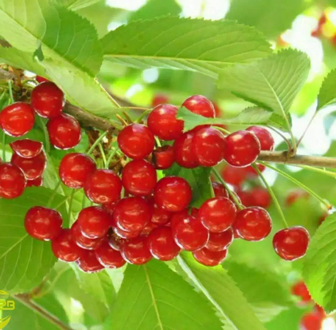 پیشفروش نهال آلبالو محلی|خدمات باغبانی و درختکاری|استهبان, |دیوار