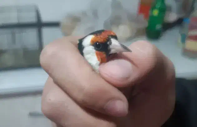 سره نر سرع گل قرمز نارنجی|پرنده|کندوان, |دیوار