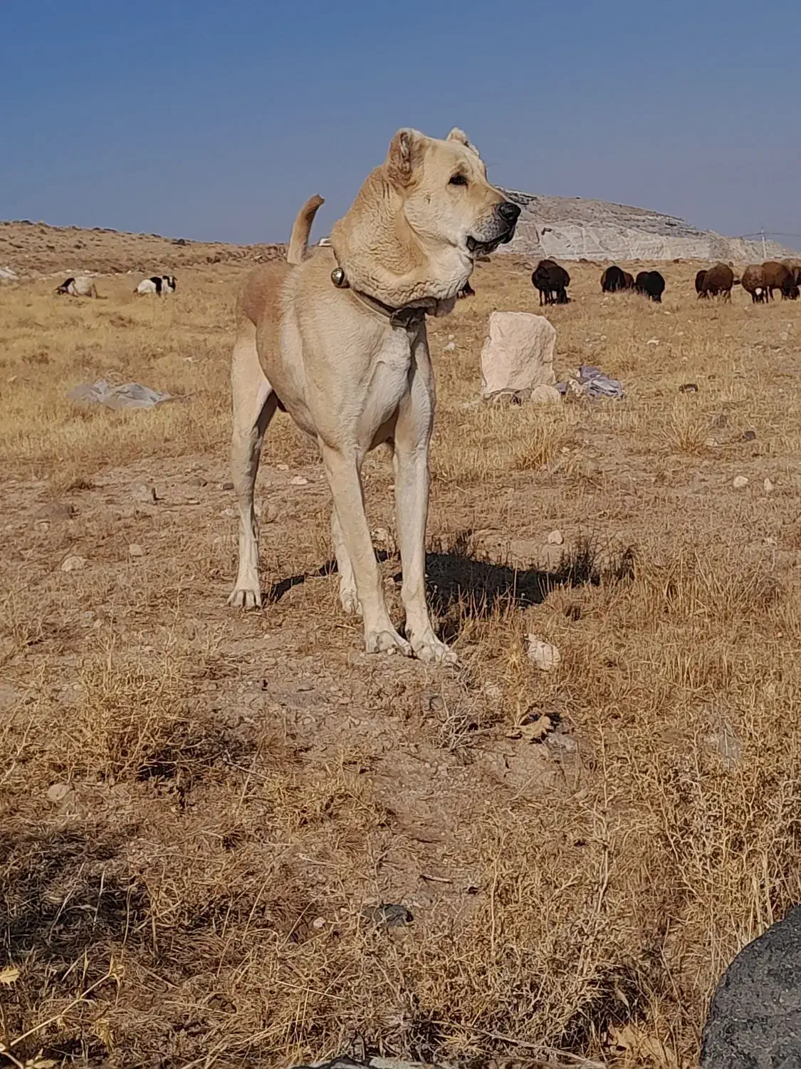 سگ سه ساله|سگ|تبریز, |دیوار