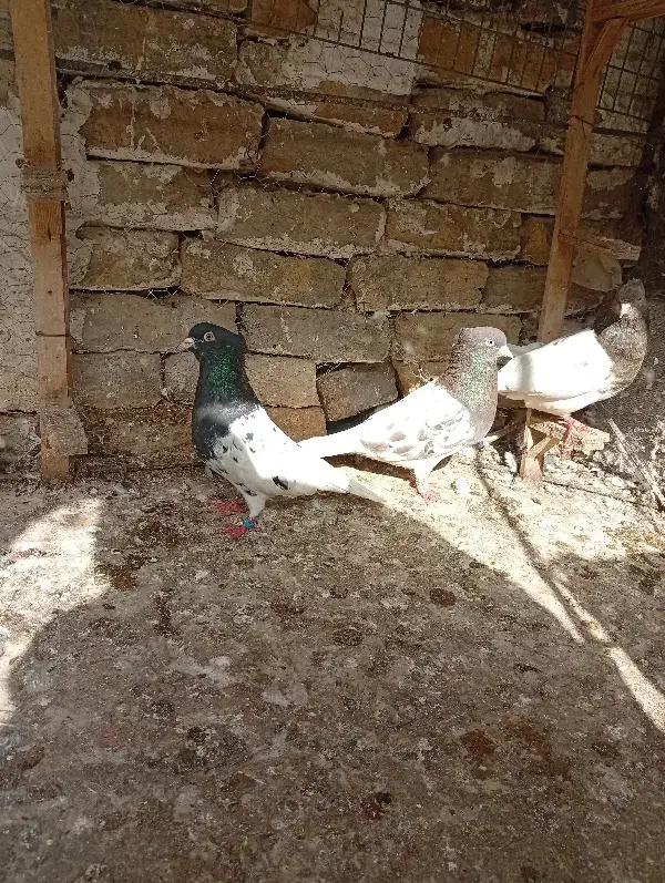 کفتر کله|حیوانات|گلبهار, شهر جدید گلبهار|دیوار