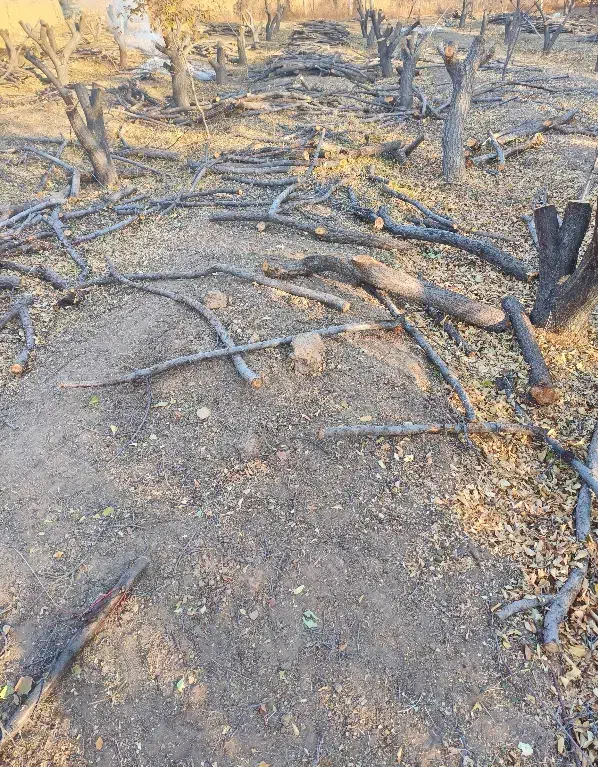 چوب زردالو|گل و گیاه طبیعی|بسطام, |دیوار