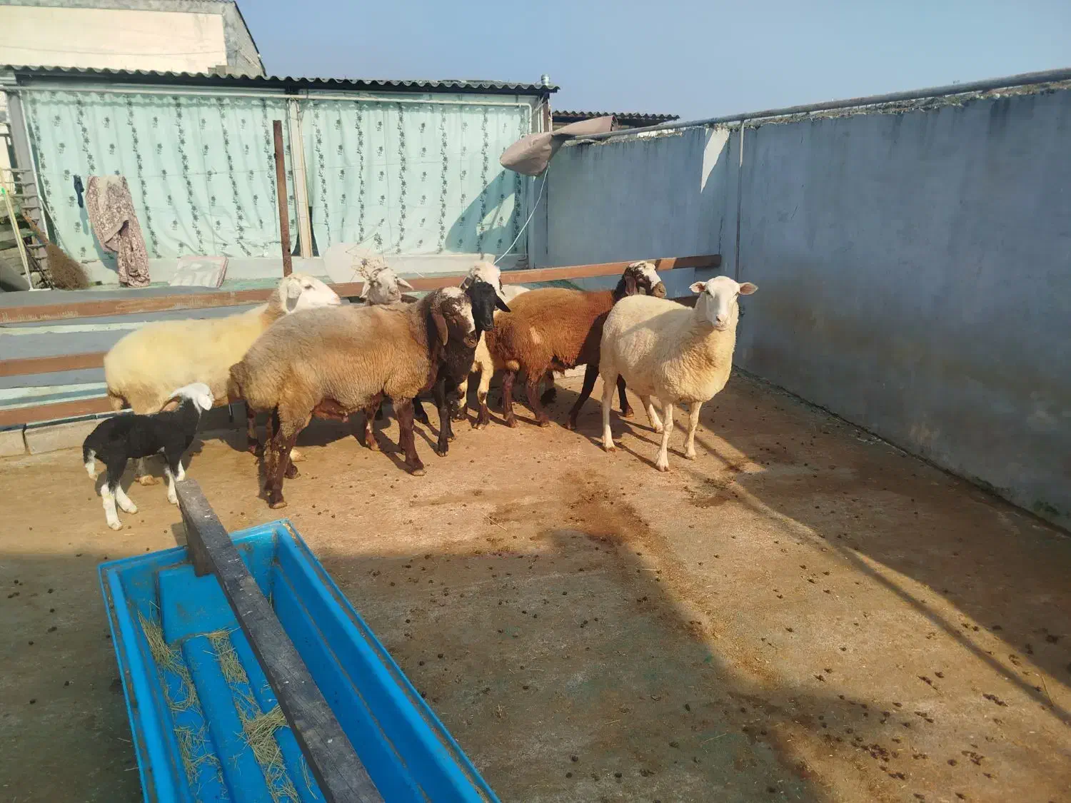 گوسفند . ۶ عدد|حیوانات مزرعه|هادی شهر, |دیوار