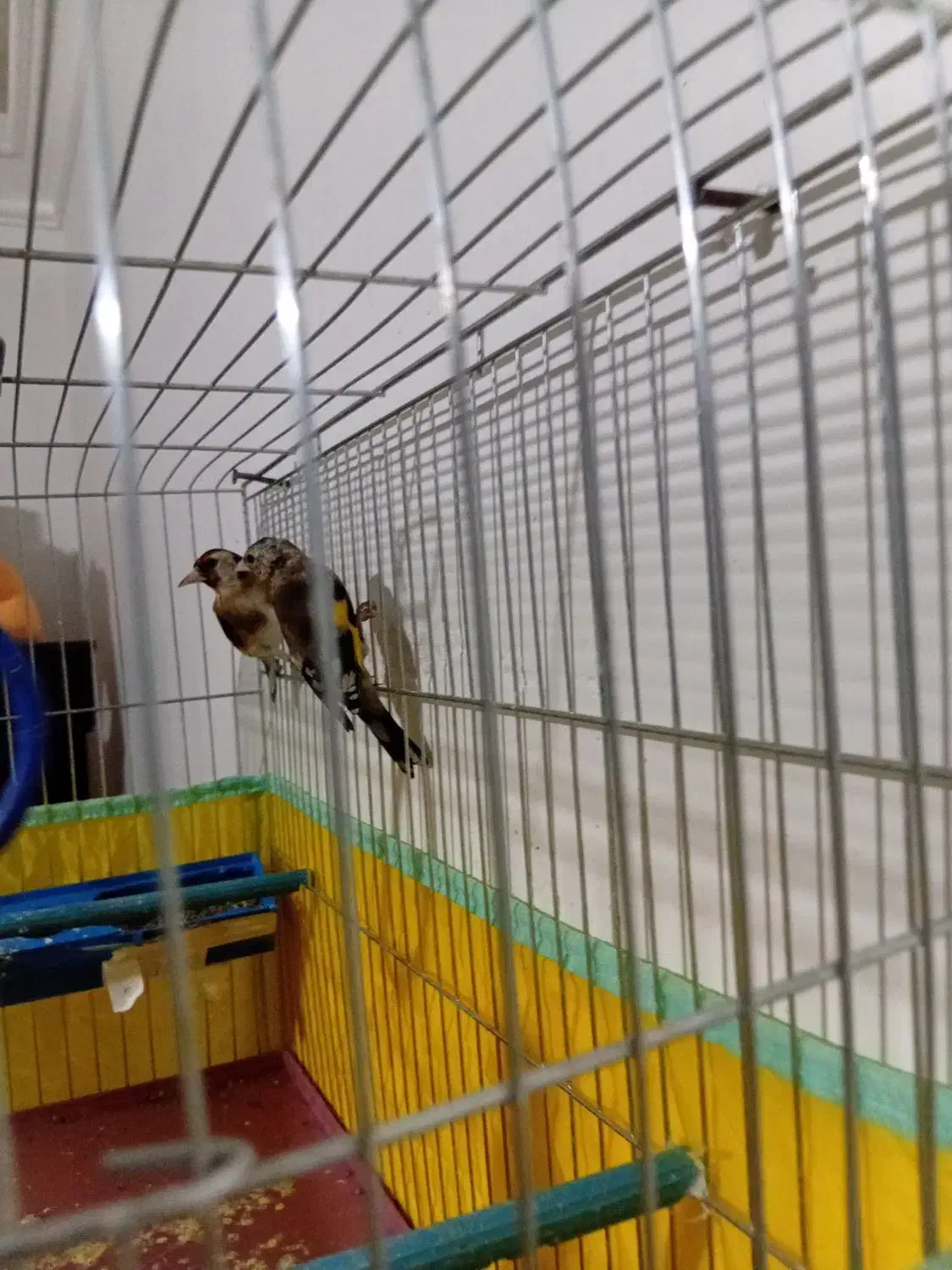 سره|پرنده|سراب, |دیوار