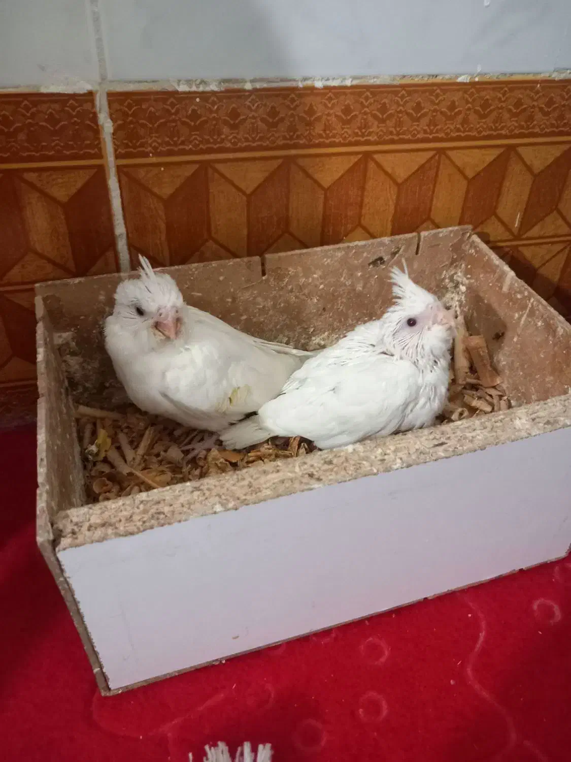 جوجه عروس هلندی آلبینو|پرنده|مشهد, شهرک بهارستان|دیوار