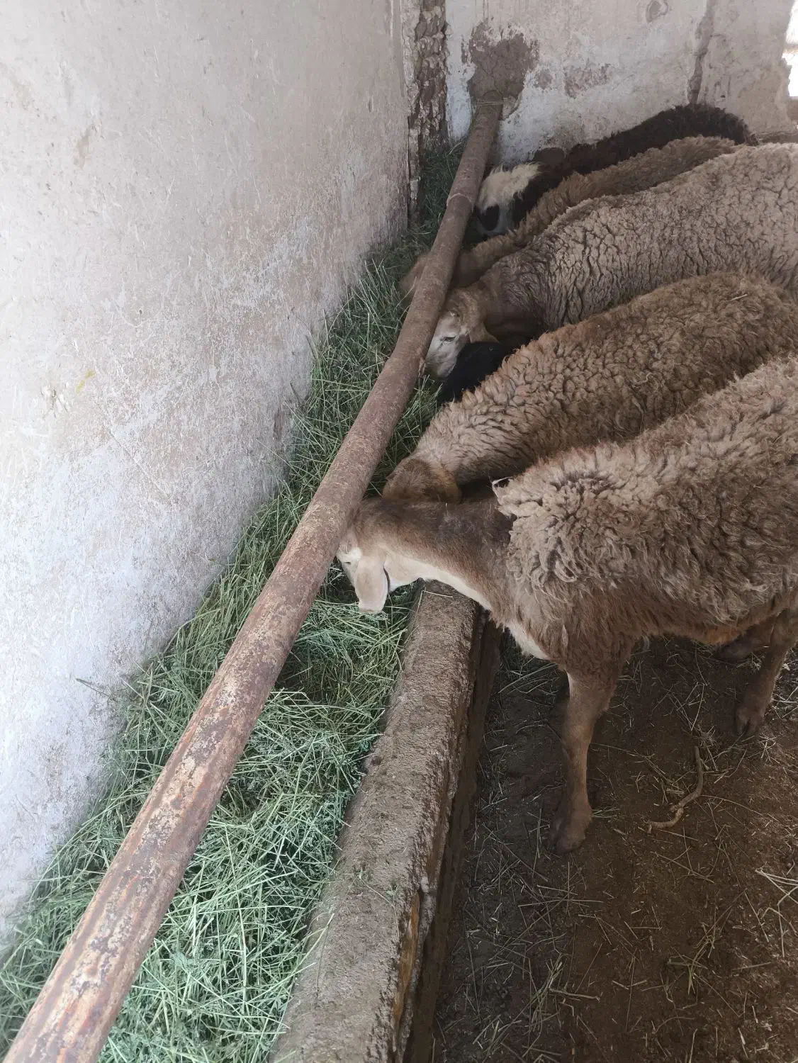 5تا بره نر قیمت 340ت|حیوانات مزرعه|تربت جام, معدآباد|دیوار