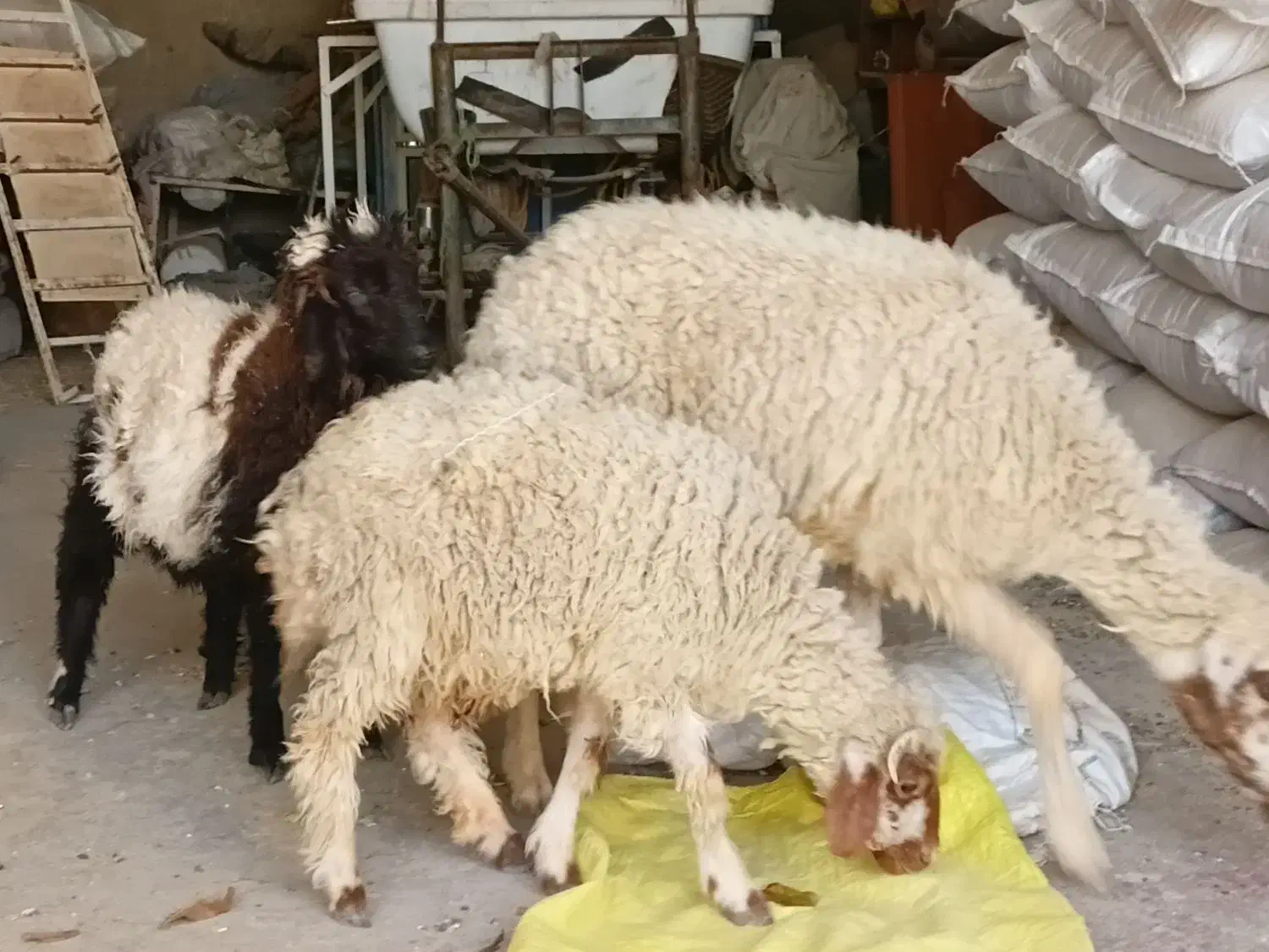 میش عربی دو بره ایی|حیوانات مزرعه|طسوج, |دیوار